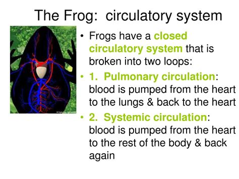 PPT - The Frog: circulatory system PowerPoint Presentation, free ...