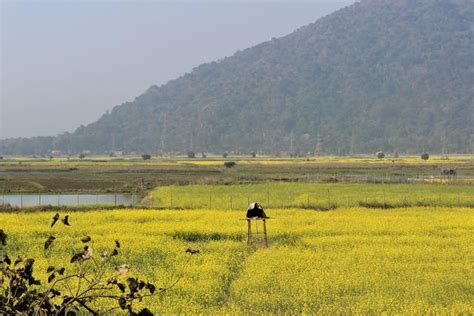 Pobitora Wildlife Sanctuary: Mystic Grasslands Of Assam - Inditales