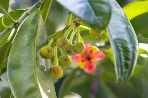 Flower of an Asam Gelugur Tree, Garcinia Atroviridis Stock Image - Image of pink, exotic: 267514519