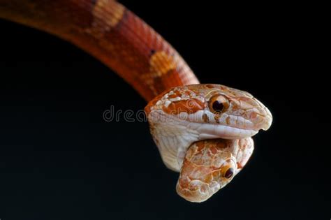 Two headed snake stock image. Image of wildlife, freak - 29486627