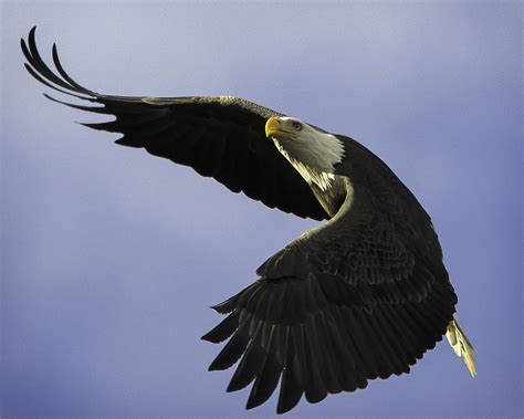 Soaring Bald Eagle Photograph by Colin Gilyeat - Fine Art America