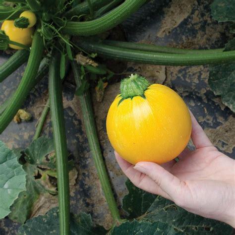 Yellow Round Squash - Zucchini Seeds - Price €1.95