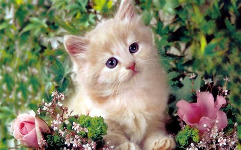 kitten wallpaper Wallpaper cute kitten wallpapers cat hd kittens kitty ...