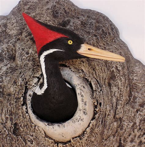 Ivory-billed Woodpecker Art & Sculpture - "At the Edge" | Overboard Art