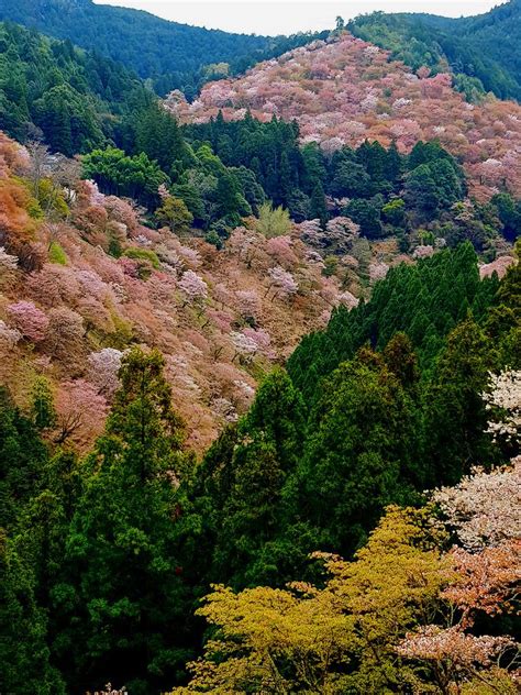 Yoshino blossoms | Yoshino, Landscape, Japan