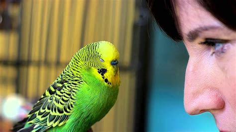 Disco the Talking Parakeet - Pets Wild at Heart | Животные, Попугай, Фотографии животных