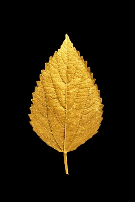 Gold Leaf Pictures | Download Free Images on Unsplash