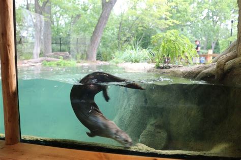 Otter habitat expanded at Detroit Zoo