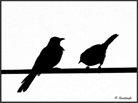 Birds On Wire Silhouette at GetDrawings | Free download