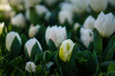 Spring White Tulips - Free Stock Photo Download - 914