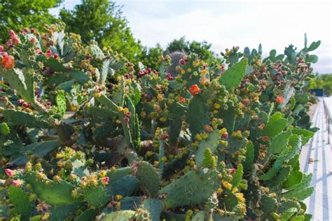 When Do Cacti Bloom in Arizona? Facts & FAQs | House Grail