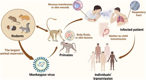 Frontiers | Insights into monkeypox pathophysiology, global prevalence ...