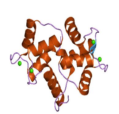 What is Calmodulin? - Definition & Structure | Study.com