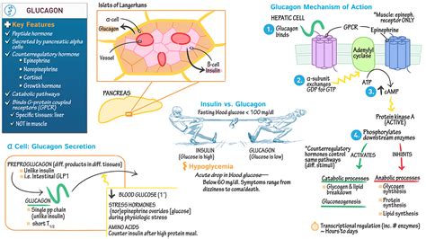 Anatomy & Physiology: Glucagon Secretion & Physiology | ditki medical & biological sciences