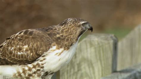 Red Tail Hawk Eating Mouse Stock Footage Video 2534912 - Shutterstock