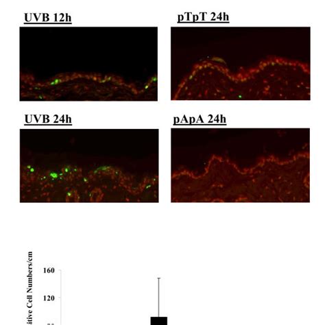 Detection of photolyase expression and function. Photolyase expression... | Download Scientific ...