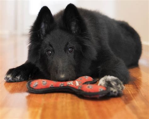 Dog training a Belgian Shepherd Groenendael