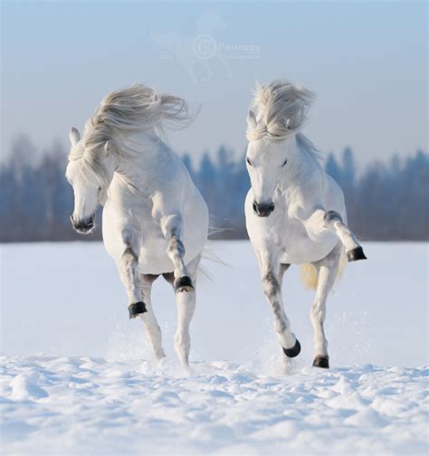 White Horses on Snow [PIC] - Give Up Internet!