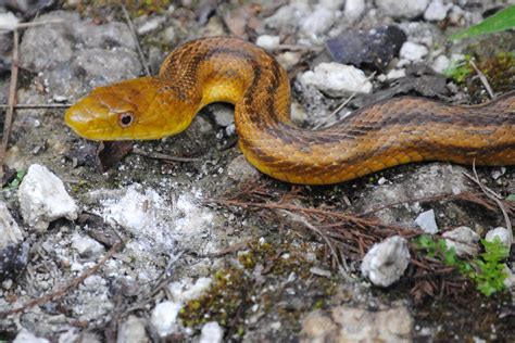 Field Notes and Photos: Yellow Rat Snake at Fakahatchee Strand