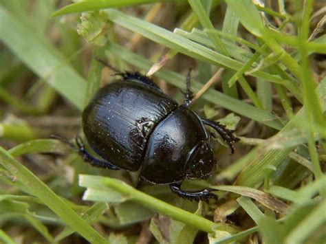 African Black Beetle – Identification, Life Cycle, Facts & Pictures