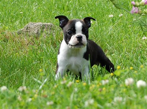 Cute Puppy Dogs: Cute boston terrier puppies