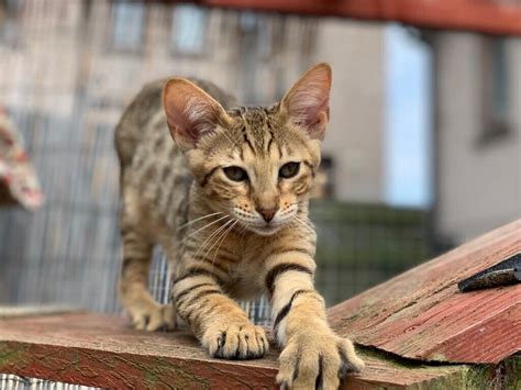 Very rare - Brown spotted tabby kittens **All kittens are now SOLD*** | in Cardenden, Fife | Gumtree