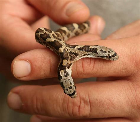 Two-headed snake found in Waco - Houston Chronicle