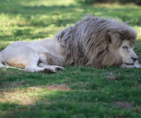 White Lion Symbolism: Spiritual Meanings and Significance