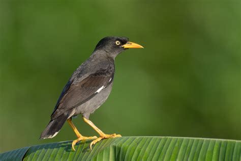 Javan Myna – Birds of Singapore