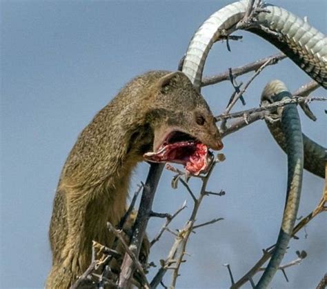 Mongoose Takes Down A Snake And Eats Him For Lunch - Barnorama