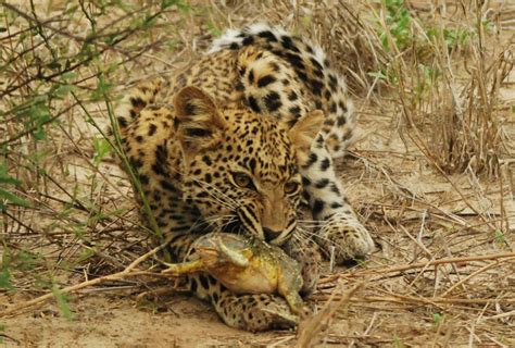 african leopard eats african bullfrog | The World of Animals