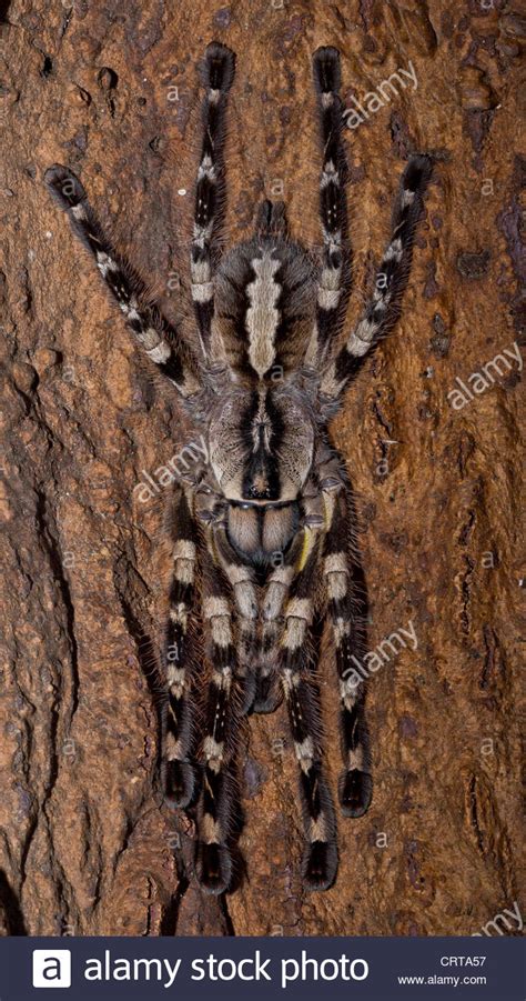 Indian Ornamental Tarantula | NatureRules1 Wiki | Fandom