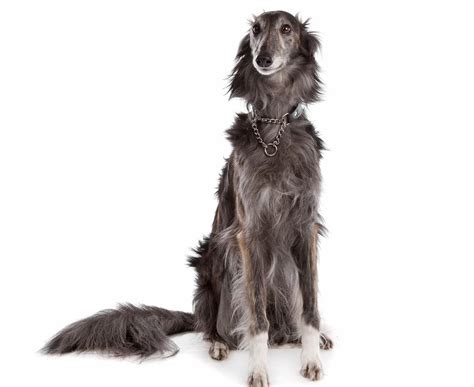 Silken Windhound - Dog Breed Guide