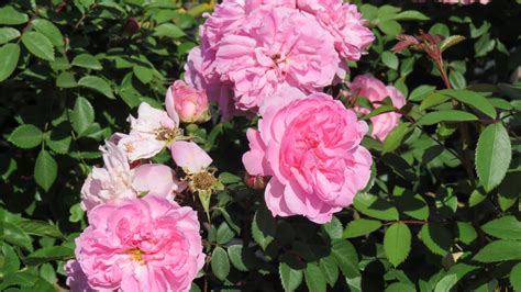 Rose Explorer – John Davis – Cheyenne Tree Farm – Trees, Shrubs, Perennials – Edmonton Nursery ...