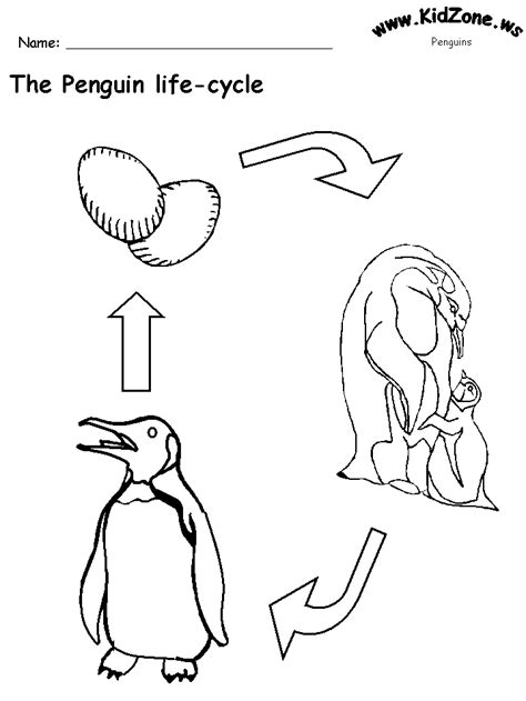 Penguin Life Cycle Worksheet (No Words) | Penguin life cycle, Penguin life, Life cycles