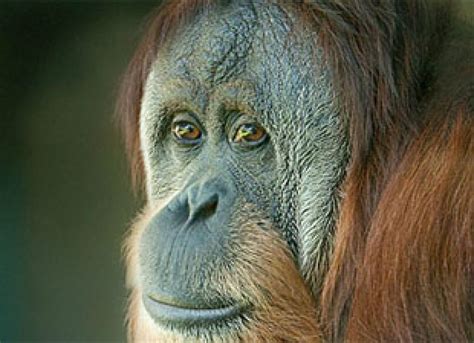 Orangutan, Asian Rhino On Asian Endangered Species List - Asian Scientist Magazine