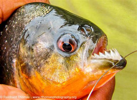 Photographing in the Amazon River Basin by Reinhard Thomas - The Canadian Nature Photographer