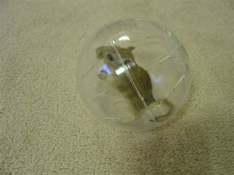 Gerbils love run about balls! It is amazing how young they can take to ...