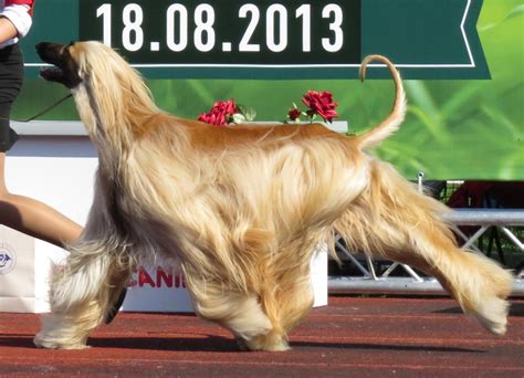 File:Afghan Hound 2.JPG - Wikimedia Commons