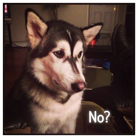 a black and white husky dog sitting on top of a couch next to a chair