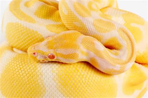 Albino Ball Python Care Sheet, Price, Breeding & Colors - Everything Reptiles