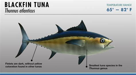 Tuna Identifier | FISHTRACK.COM