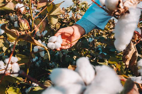 Cotton Overview | All You Need To Know | Kharif Season | agribazaar