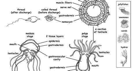 Anatomy Of Hydra