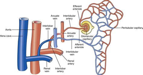 Renal Function | Basicmedical Key