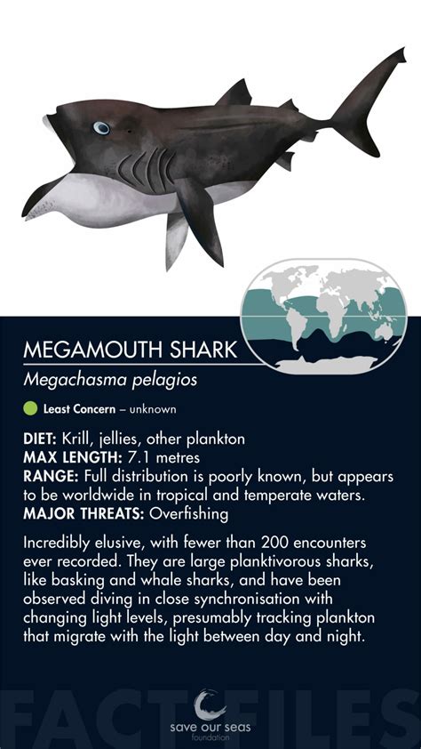 Megamouth Shark - Save Our Seas Foundation