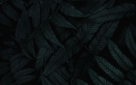 wallpaper leaves, dark, plant, carved, bush HD : Widescreen : High Definition : Fullscreen