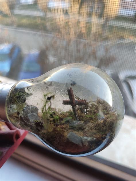 Terrarium in a light bulb - 9GAG