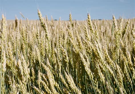 Dry weather threatens U.S. hard red winter wheat crop | The Western Producer