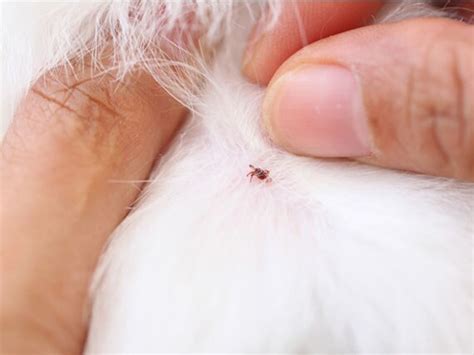 5 Dangerous Bugs No Dog Owner Wants Brought Indoors | PetMD